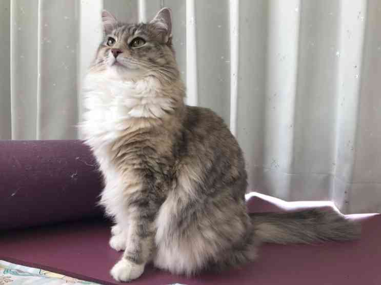 (身バレしない程度に)お宅の猫ちゃん見せてください!part3