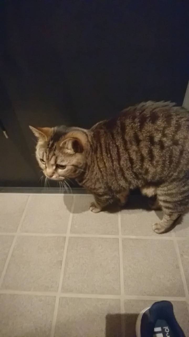 (身バレしない程度に)お宅の猫ちゃん見せてください!part3