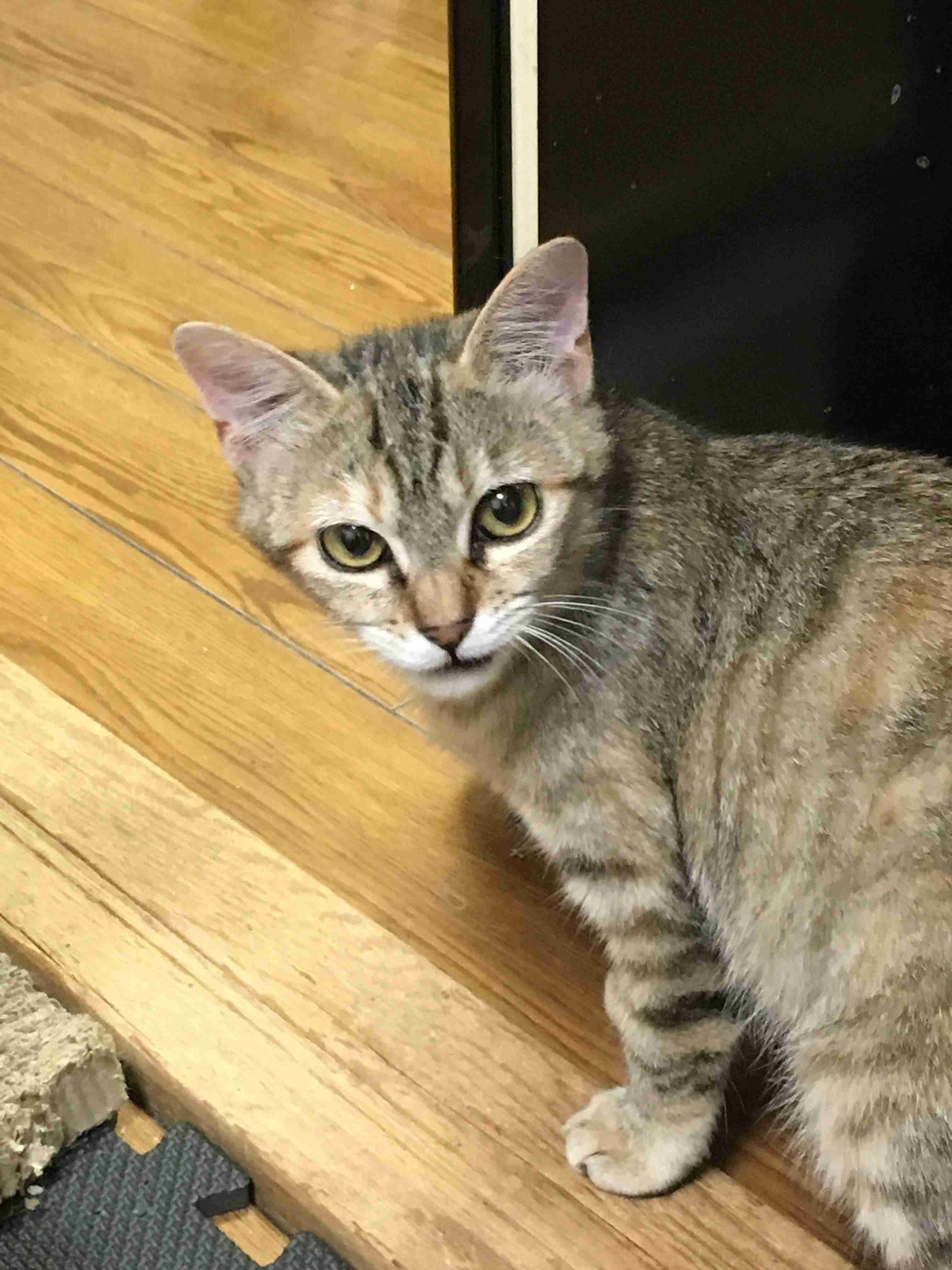 (身バレしない程度に)お宅の猫ちゃん見せてください!part3
