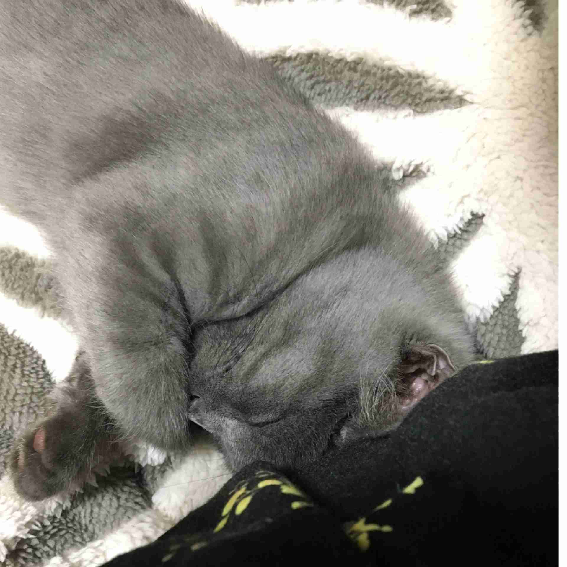 (身バレしない程度に)お宅の猫ちゃん見せてください!part3