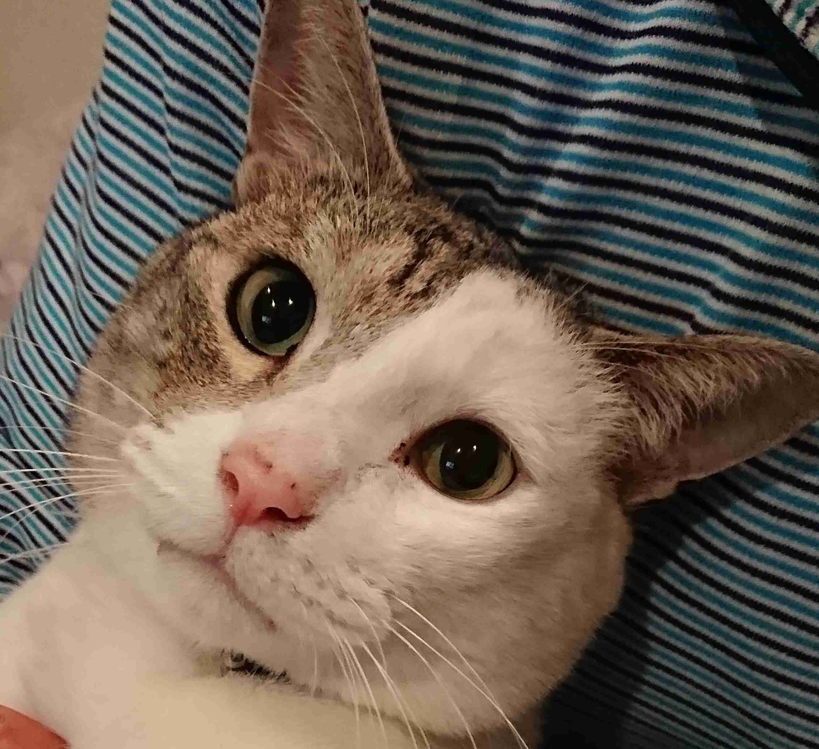 (身バレしない程度に)お宅の猫ちゃん見せてください!part3