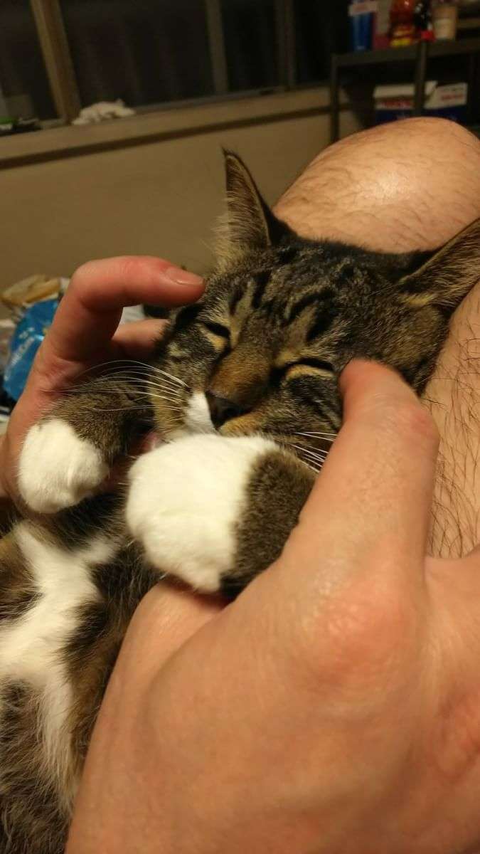 (身バレしない程度に)お宅の猫ちゃん見せてください!part3