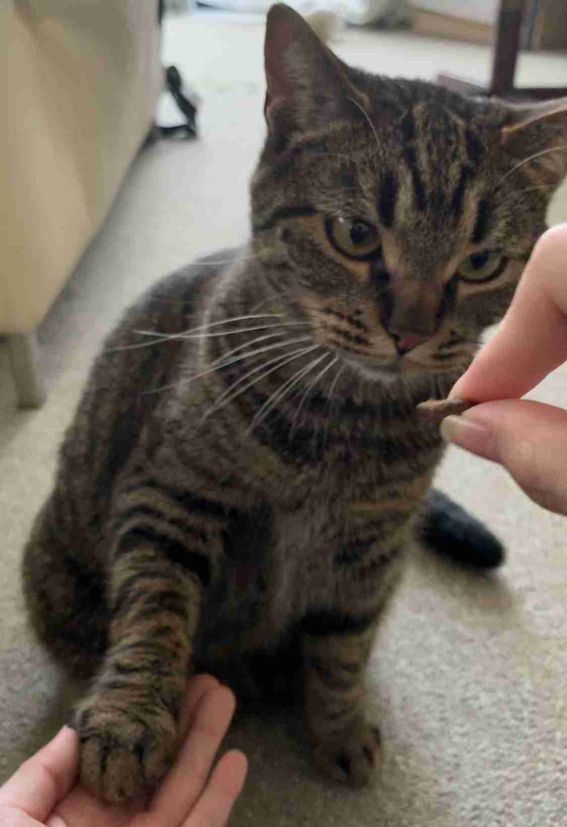 (身バレしない程度に)お宅の猫ちゃん見せてください!part3