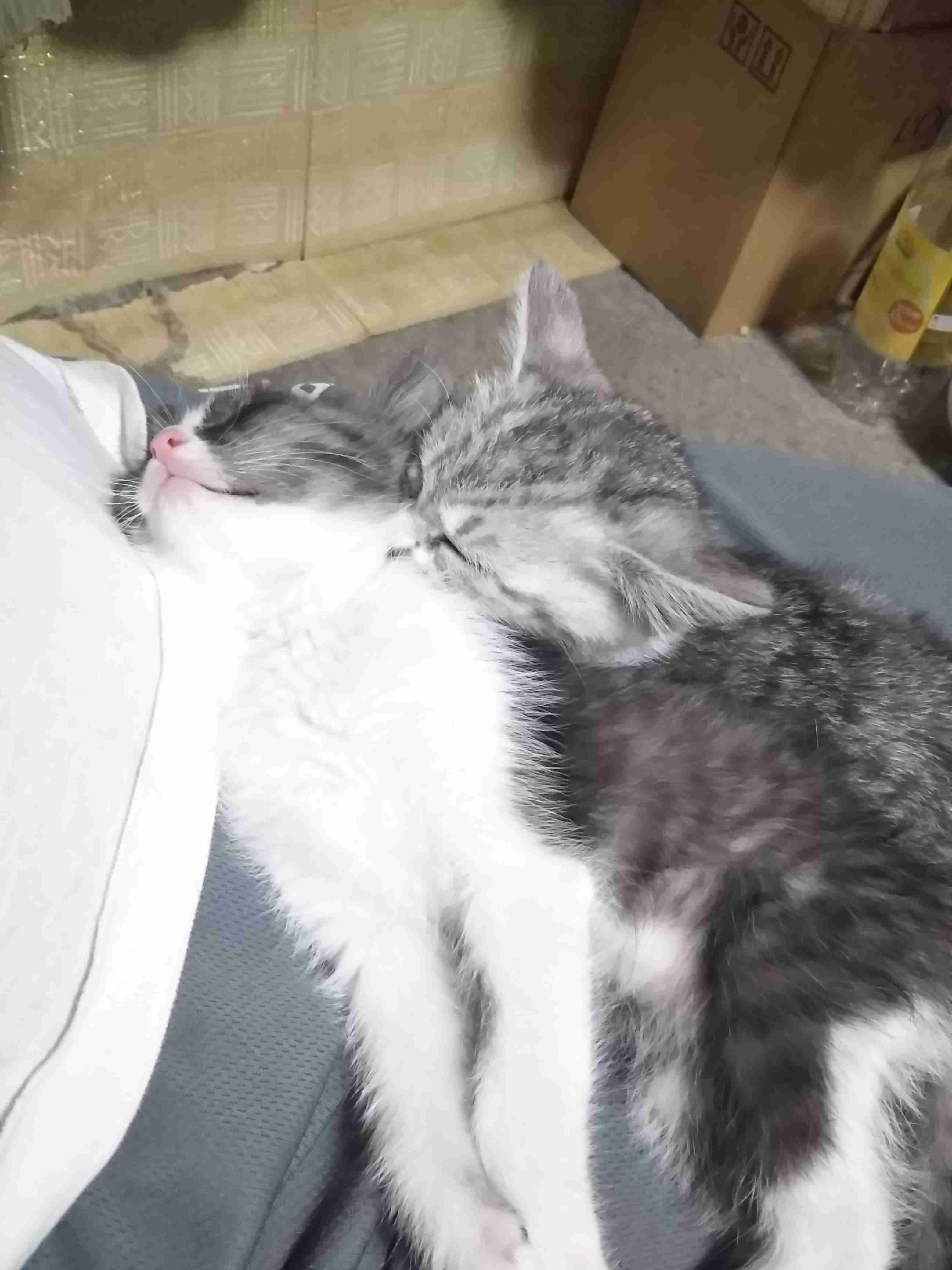 (身バレしない程度に)お宅の猫ちゃん見せてください!part3
