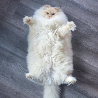 (身バレしない程度に)お宅の猫ちゃん見せてください!part3