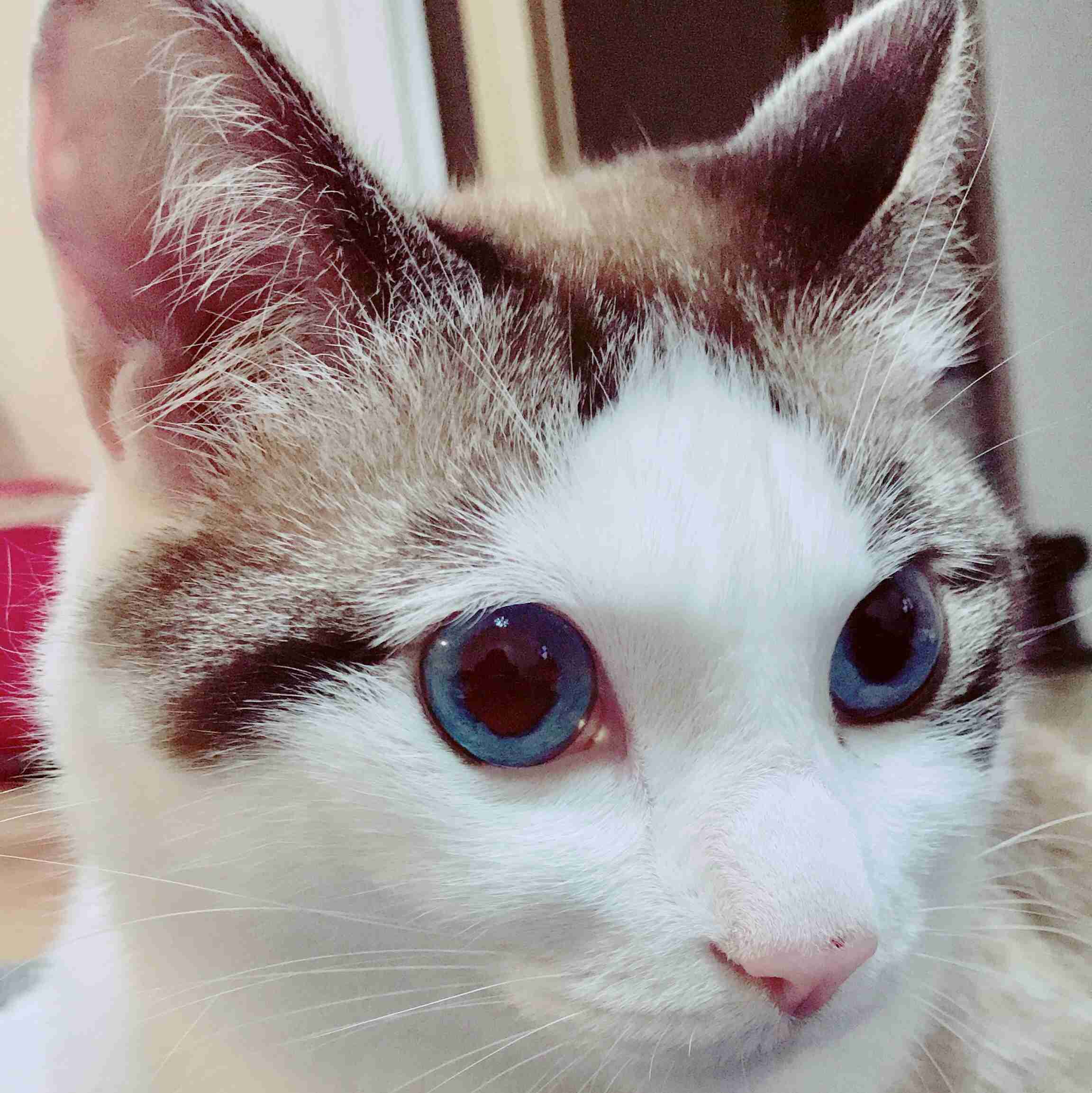 (身バレしない程度に)お宅の猫ちゃん見せてください!part3