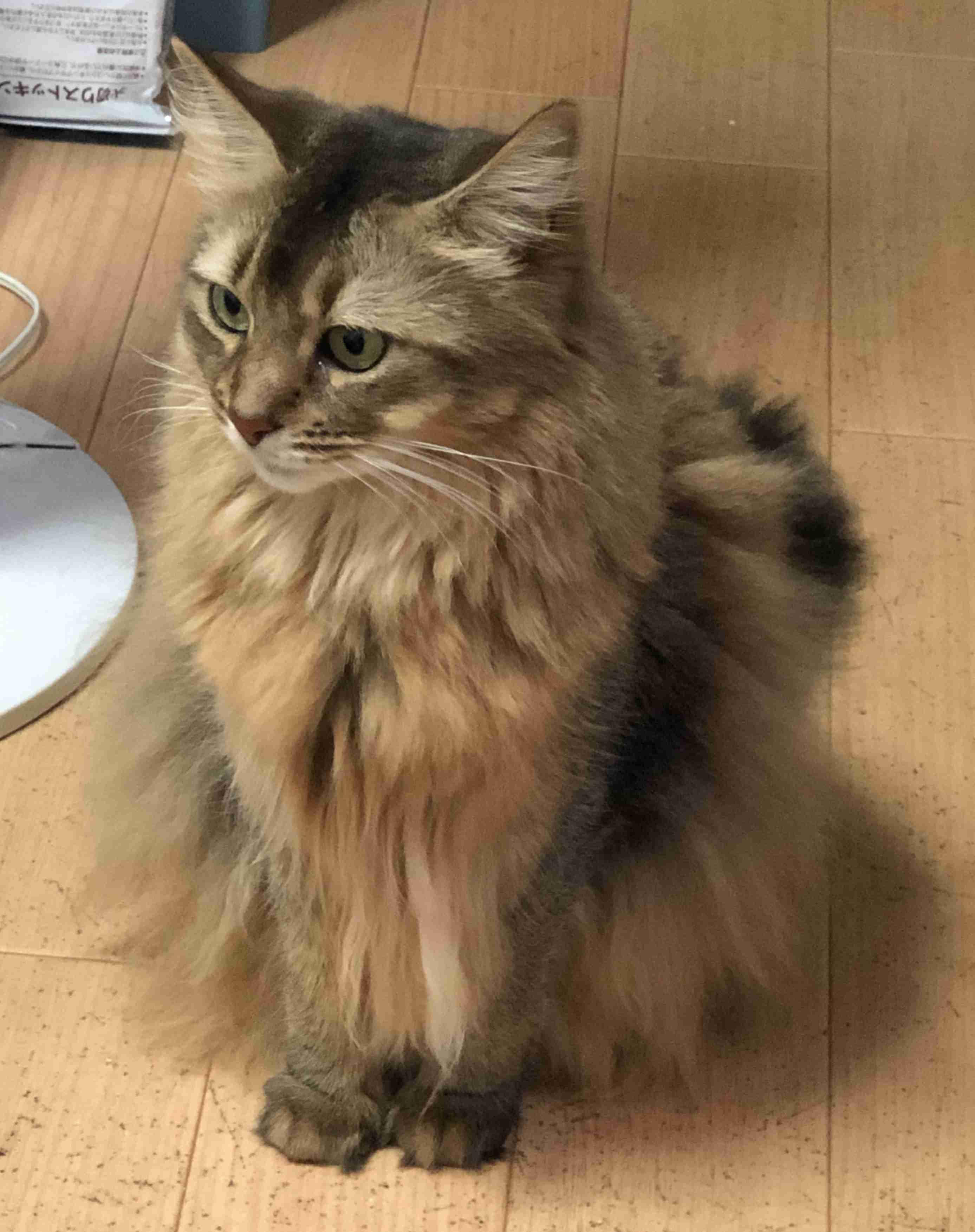 (身バレしない程度に)お宅の猫ちゃん見せてください!part3