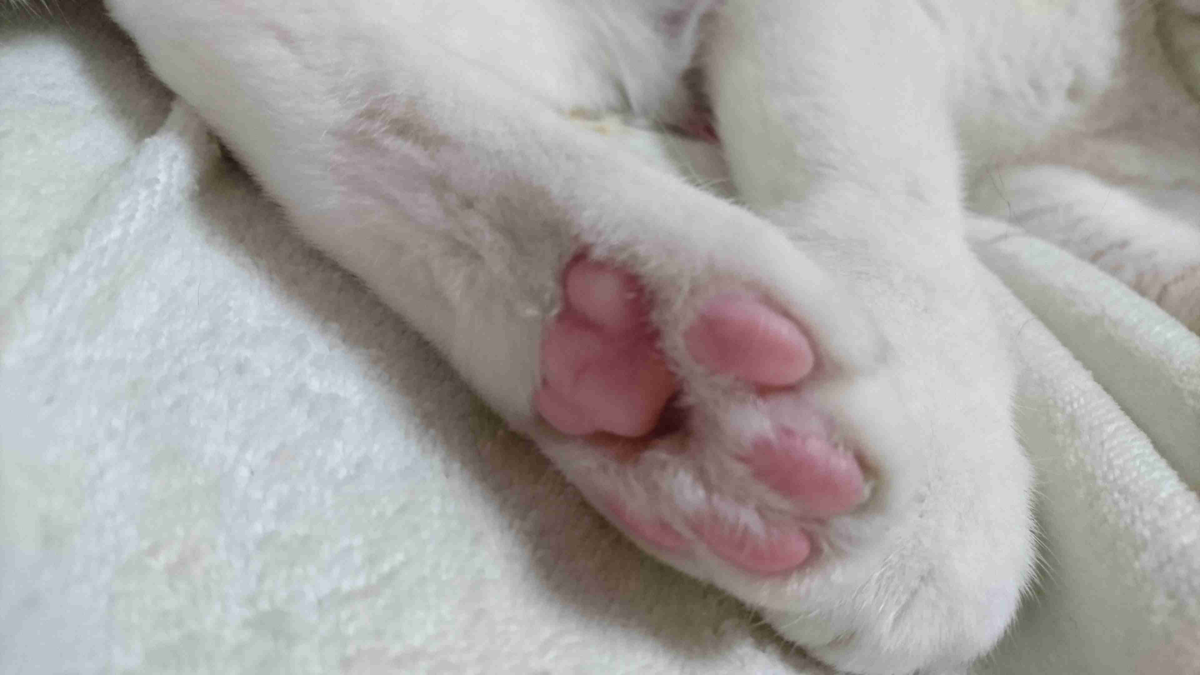 (身バレしない程度に)お宅の猫ちゃん見せてください!part3