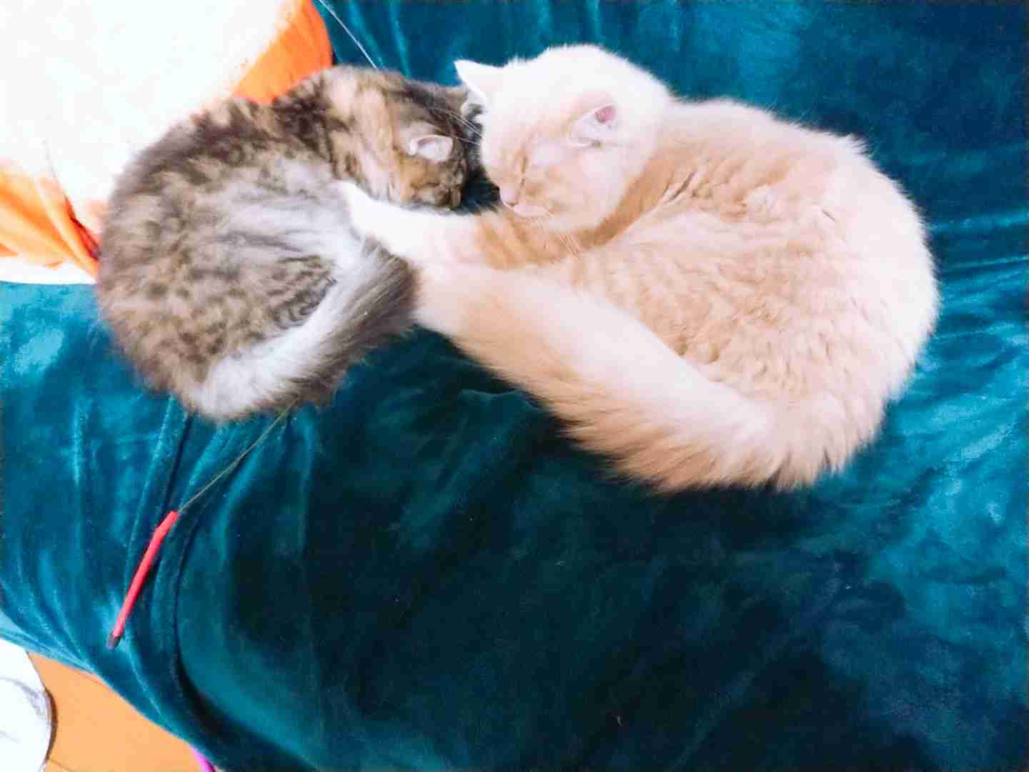 (身バレしない程度に)お宅の猫ちゃん見せてください!part3