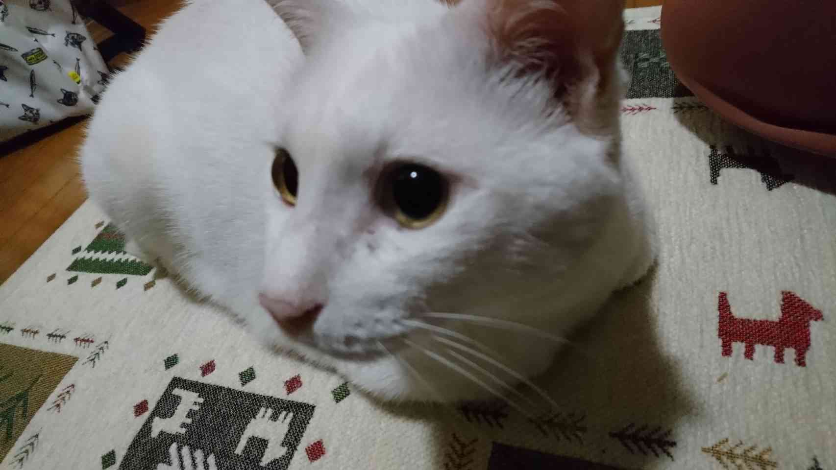 (身バレしない程度に)お宅の猫ちゃん見せてください!part3