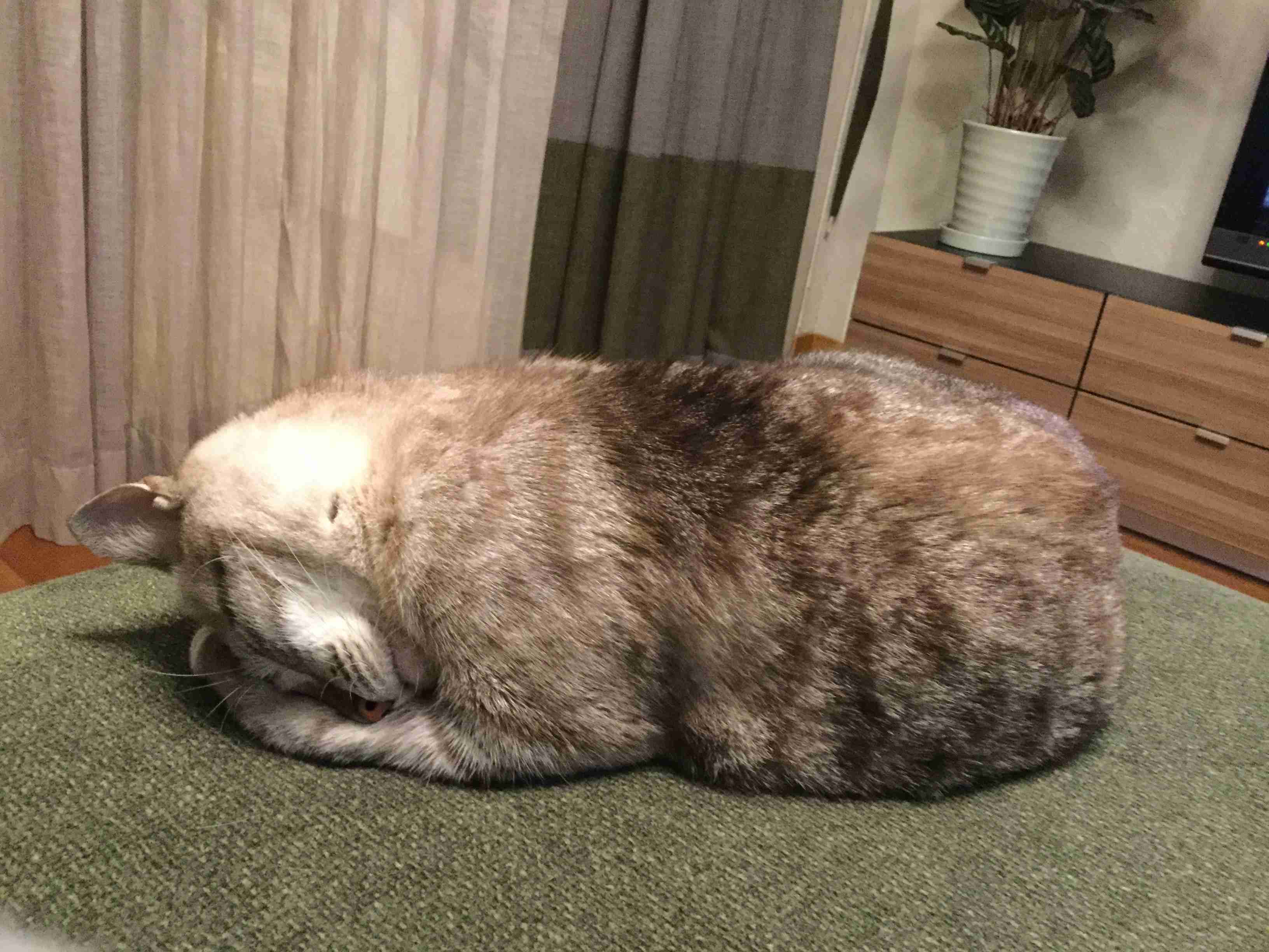 (身バレしない程度に)お宅の猫ちゃん見せてください!part3