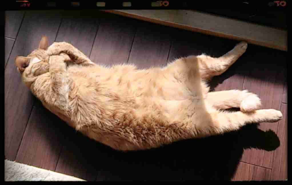 (身バレしない程度に)お宅の猫ちゃん見せてください!part3