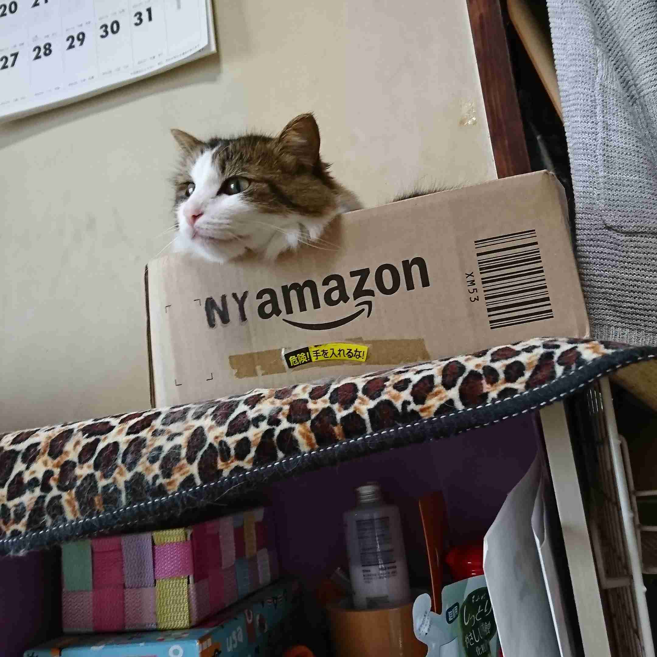 (身バレしない程度に)お宅の猫ちゃん見せてください!part3