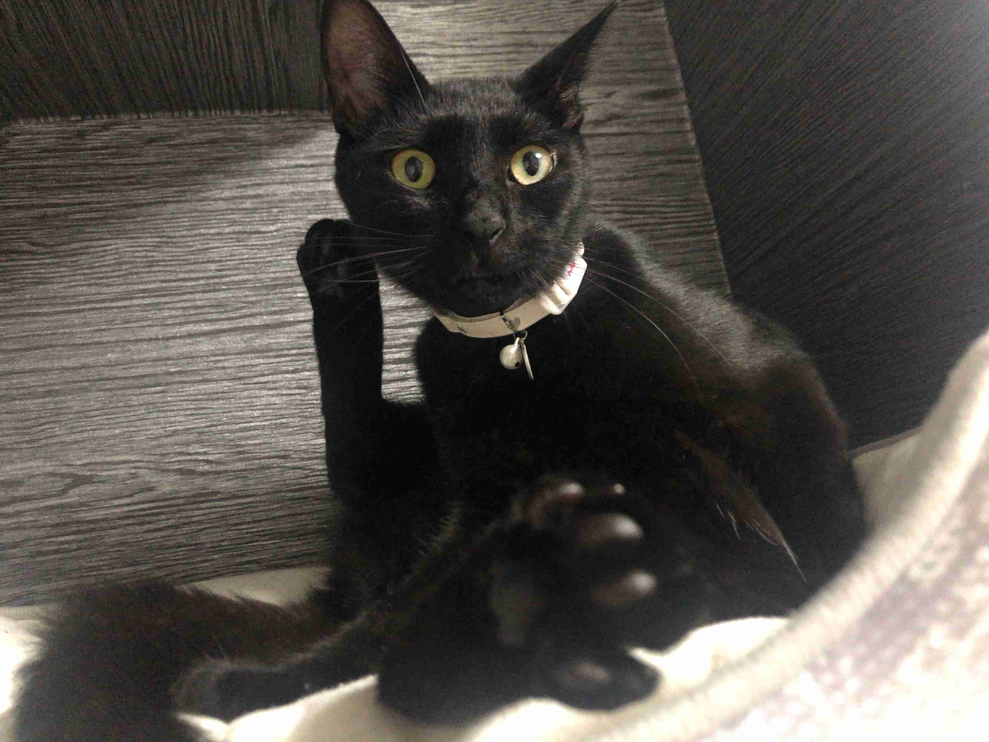 (身バレしない程度に)お宅の猫ちゃん見せてください!part3