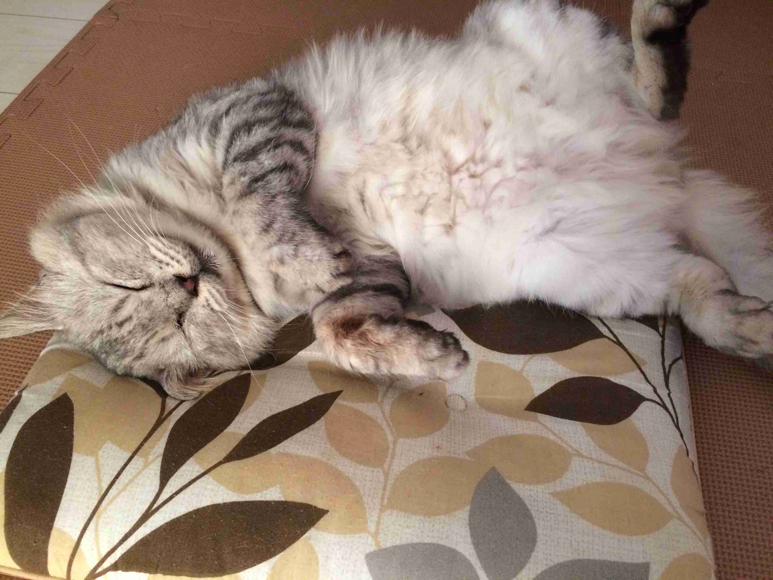 (身バレしない程度に)お宅の猫ちゃん見せてください!part3