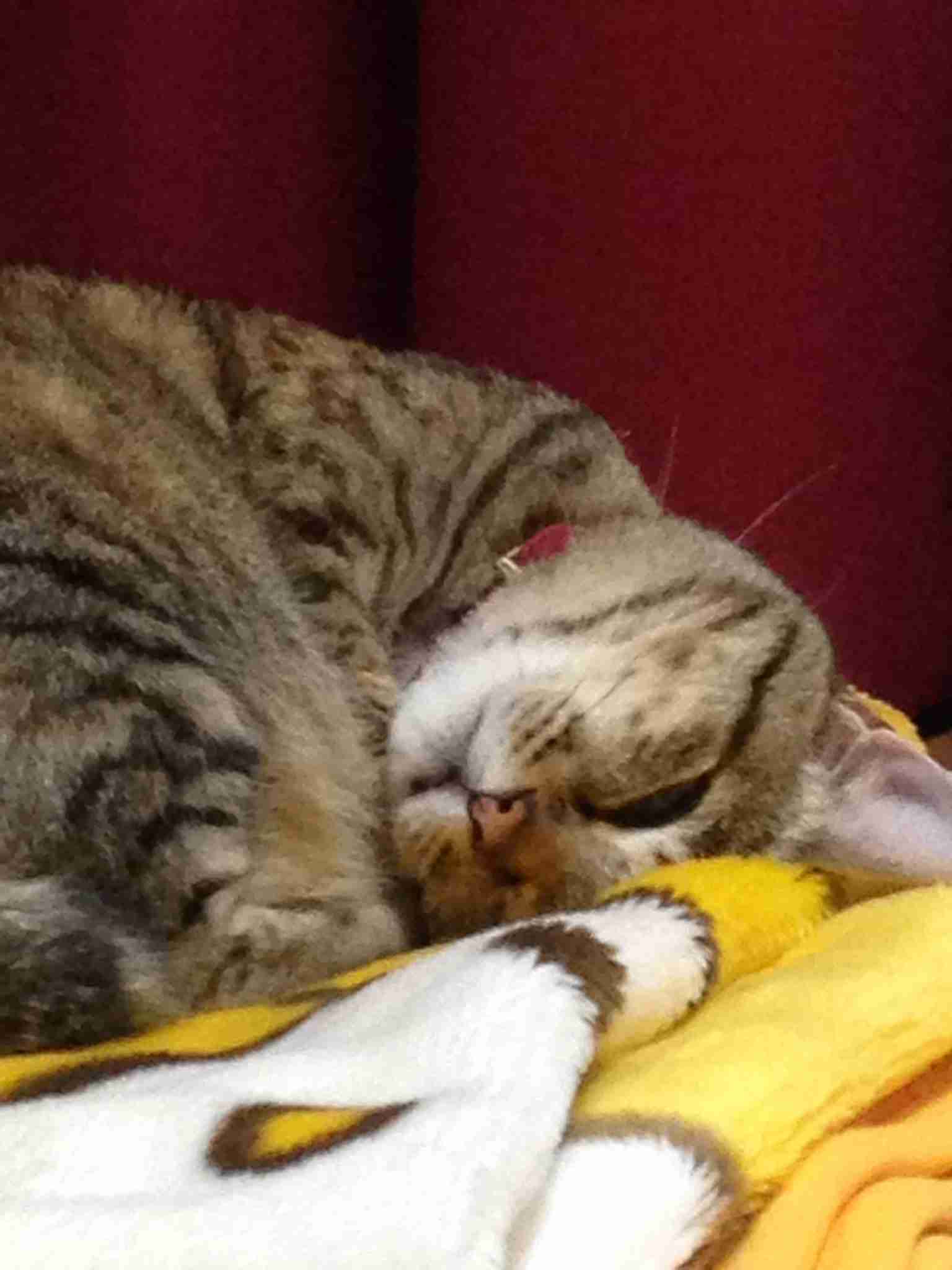 (身バレしない程度に)お宅の猫ちゃん見せてください!part3