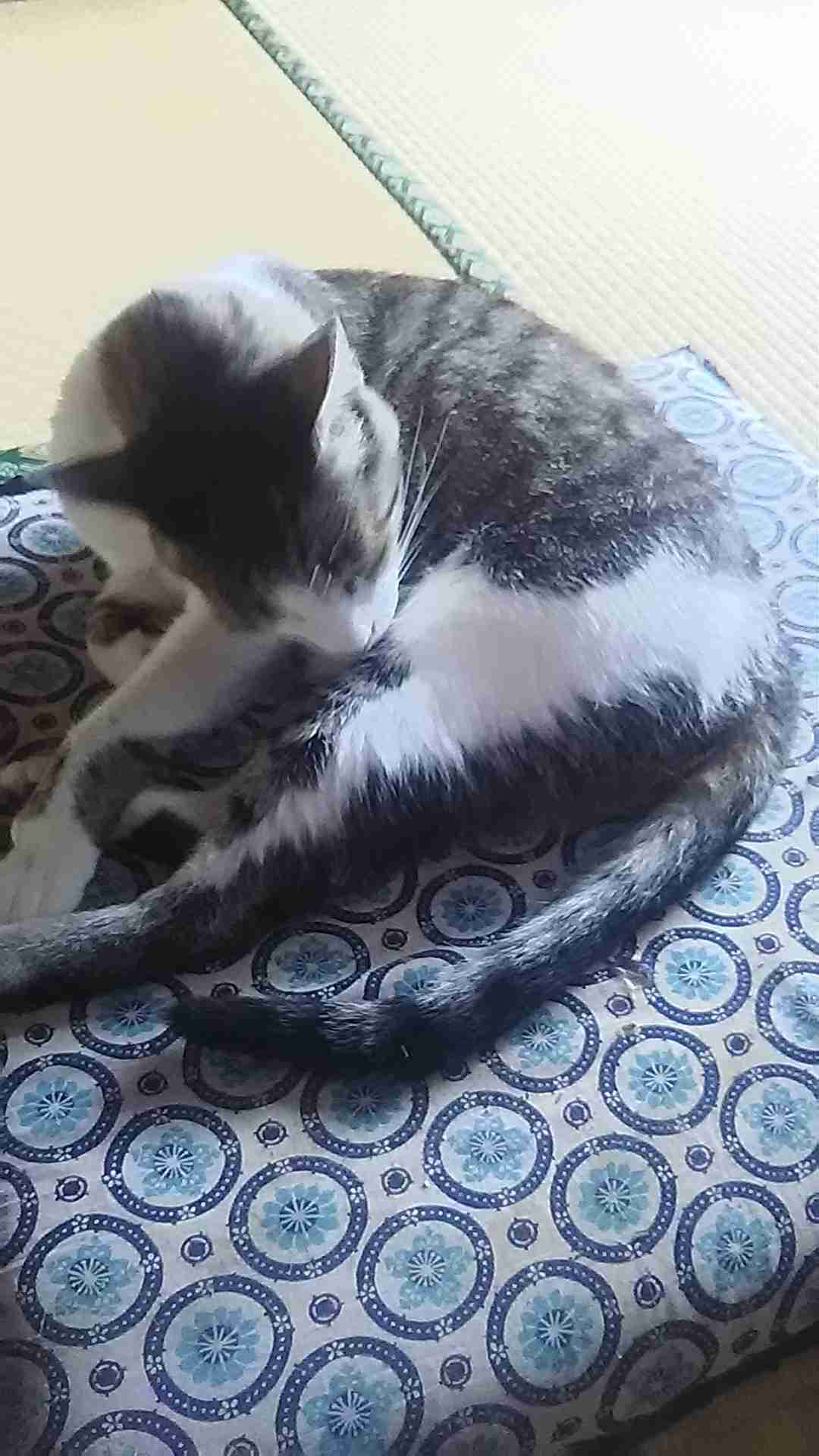 (身バレしない程度に)お宅の猫ちゃん見せてください!part3