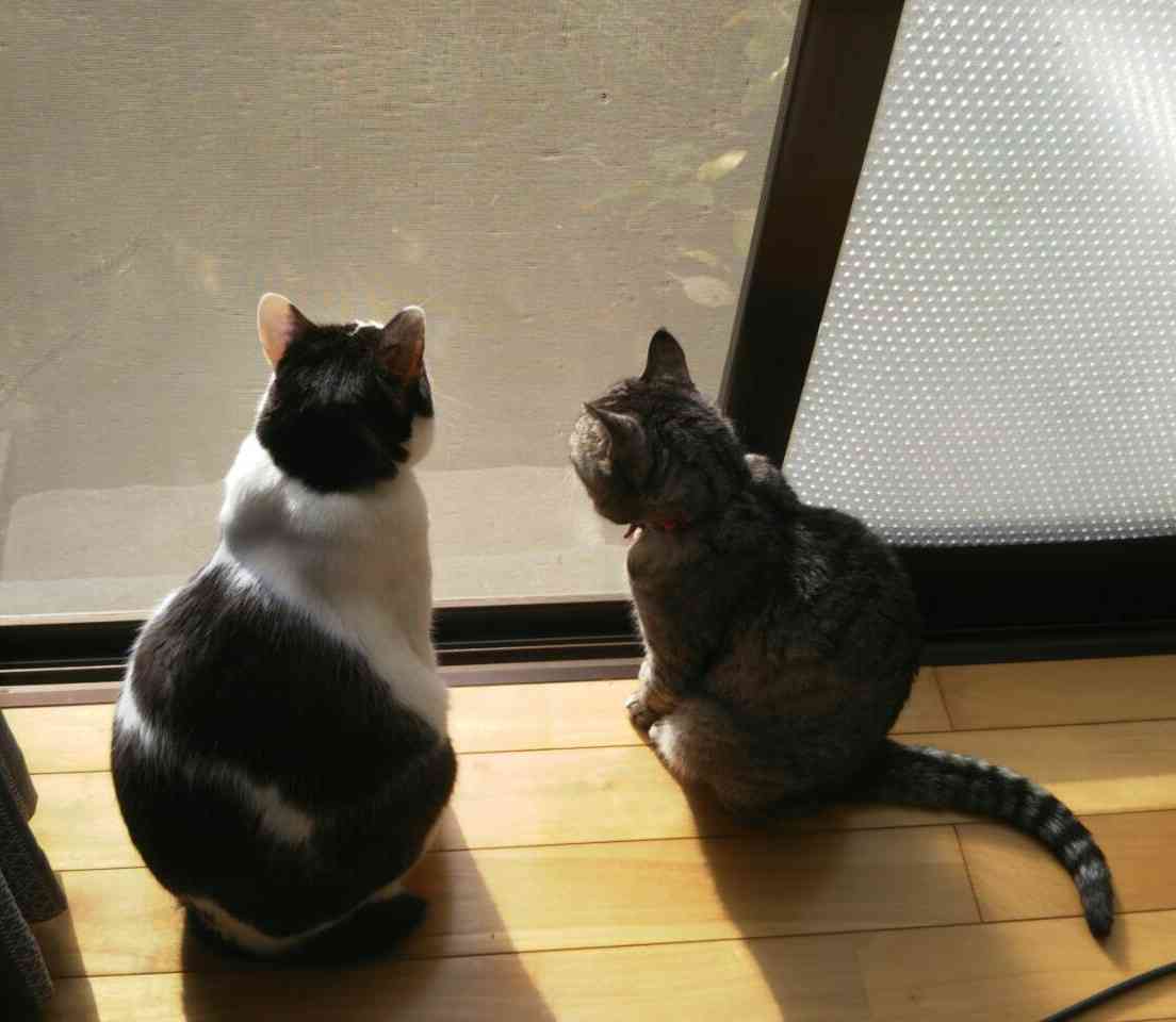 (身バレしない程度に)お宅の猫ちゃん見せてください!part3