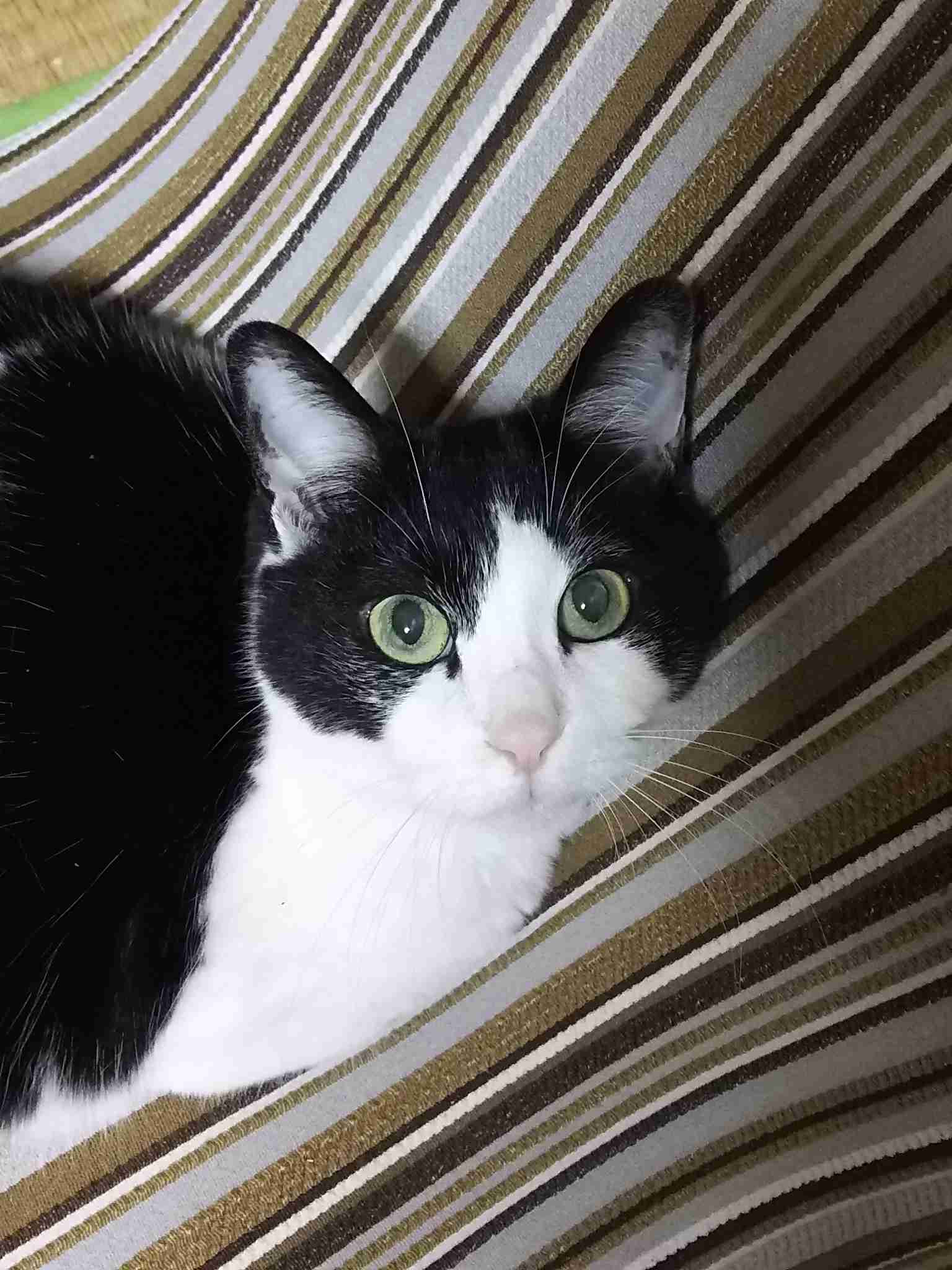 (身バレしない程度に)お宅の猫ちゃん見せてください!part3