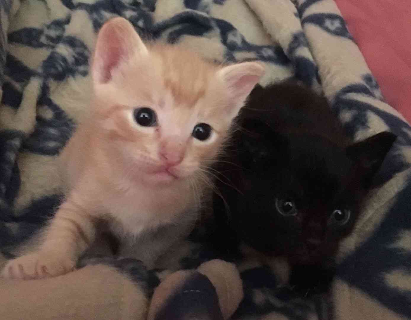 (身バレしない程度に)お宅の猫ちゃん見せてください!part3