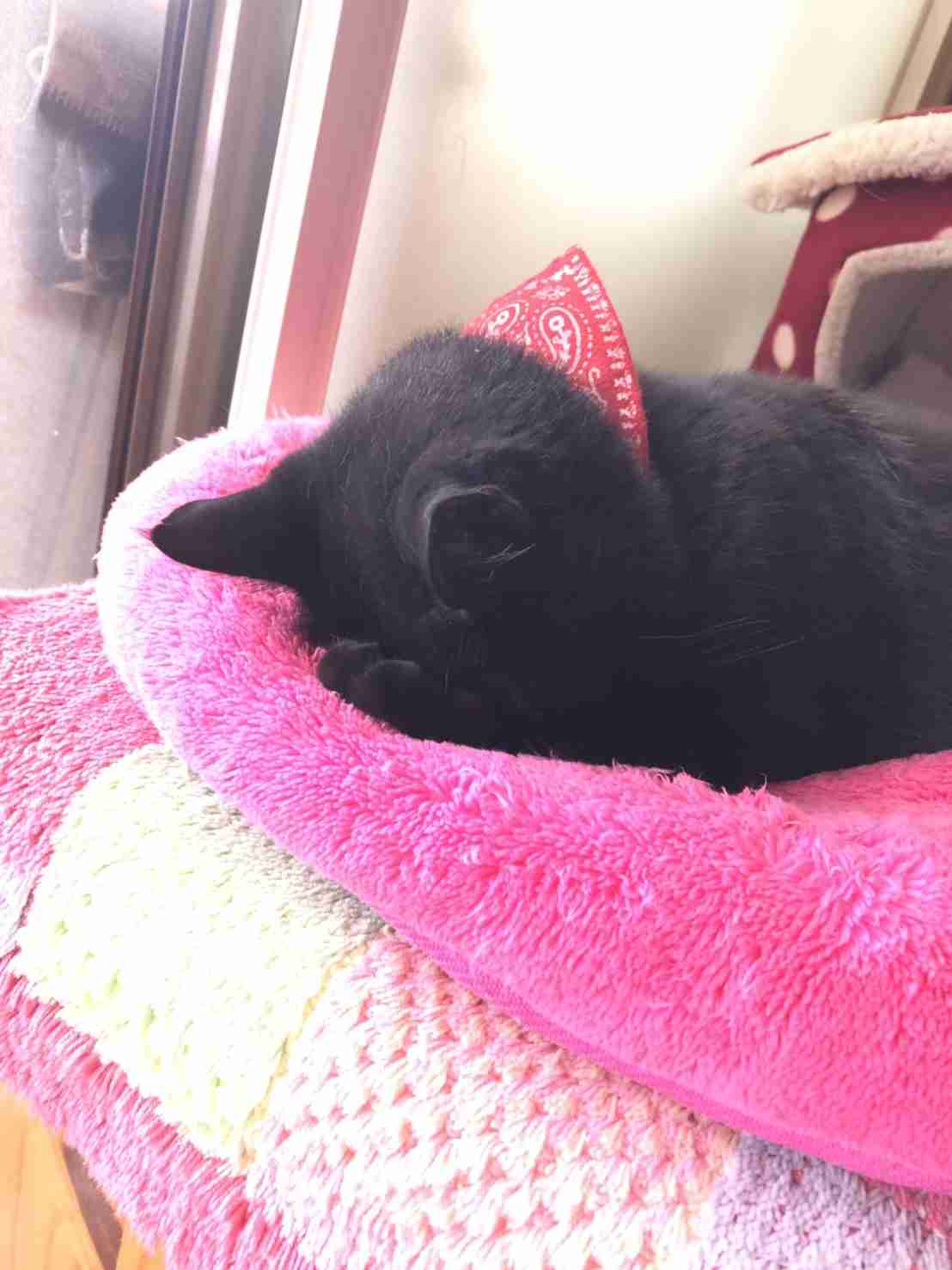 (身バレしない程度に)お宅の猫ちゃん見せてください!part3
