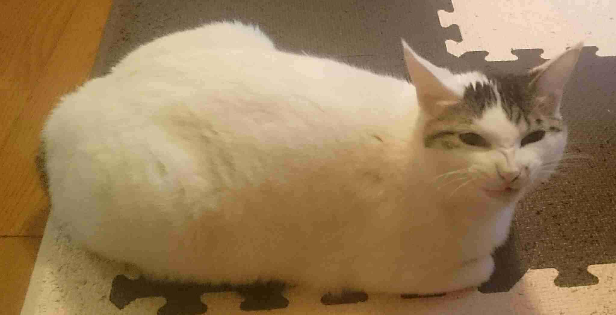 (身バレしない程度に)お宅の猫ちゃん見せてください!part3