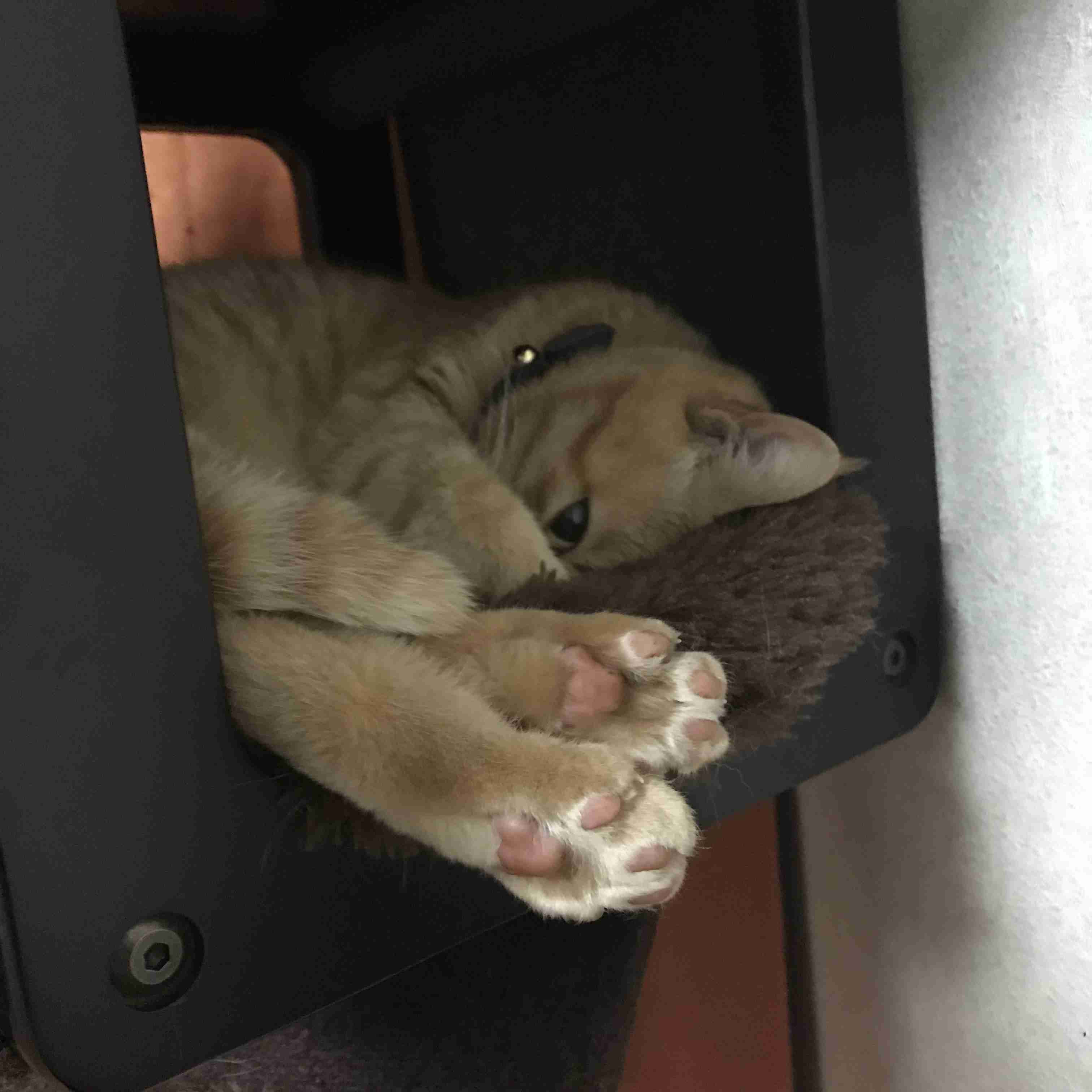 (身バレしない程度に)お宅の猫ちゃん見せてください!part3