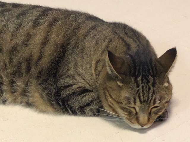 (身バレしない程度に)お宅の猫ちゃん見せてください!part3