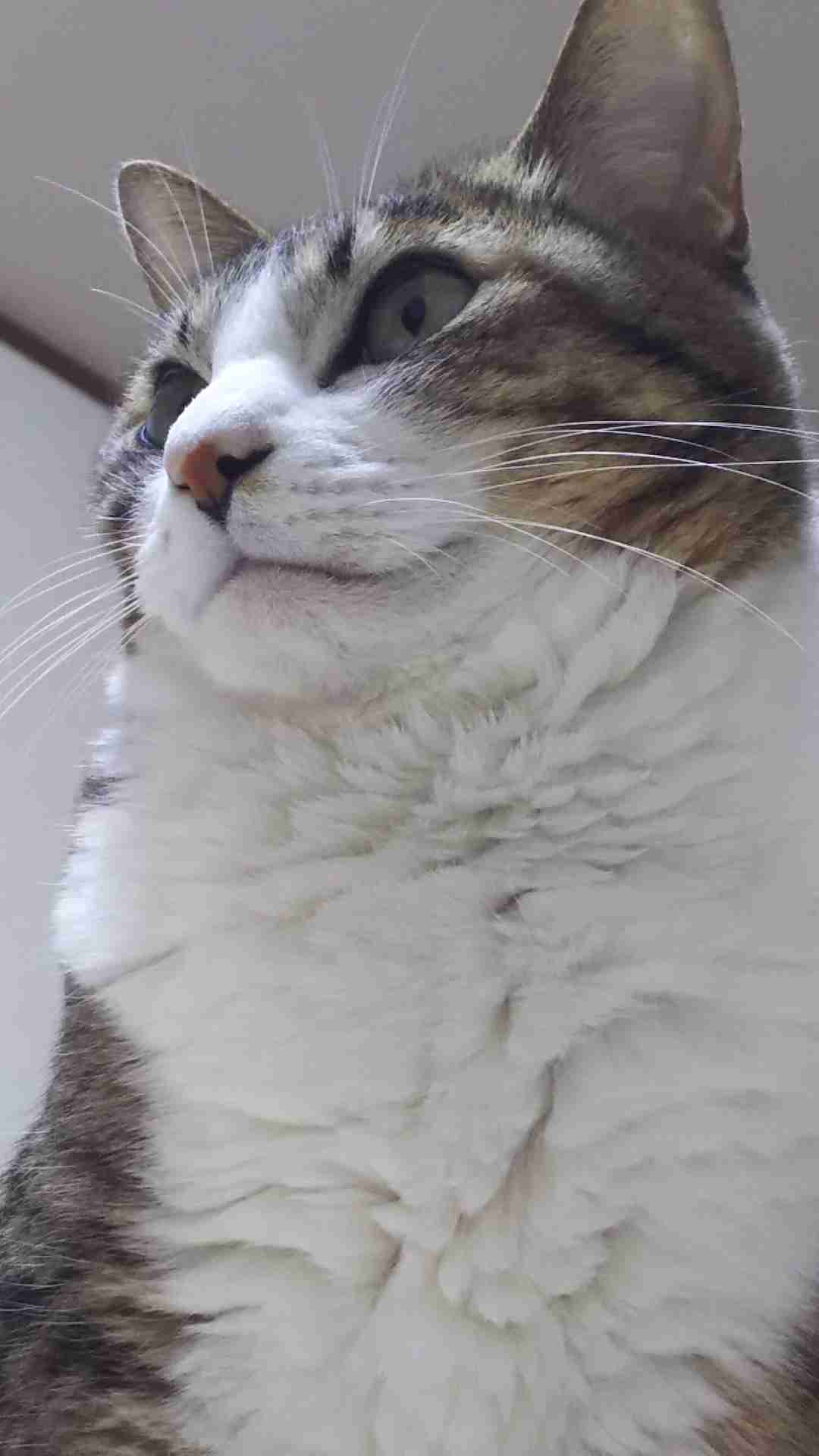 (身バレしない程度に)お宅の猫ちゃん見せてください!part3