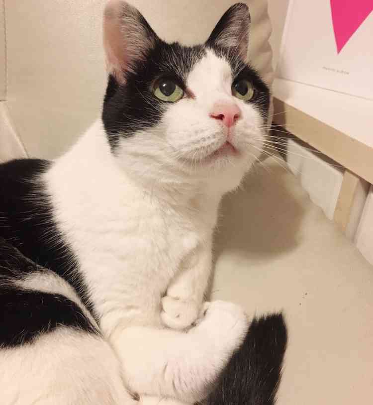 (身バレしない程度に)お宅の猫ちゃん見せてください!part3