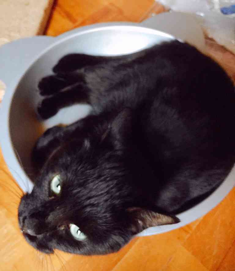 (身バレしない程度に)お宅の猫ちゃん見せてください!part3