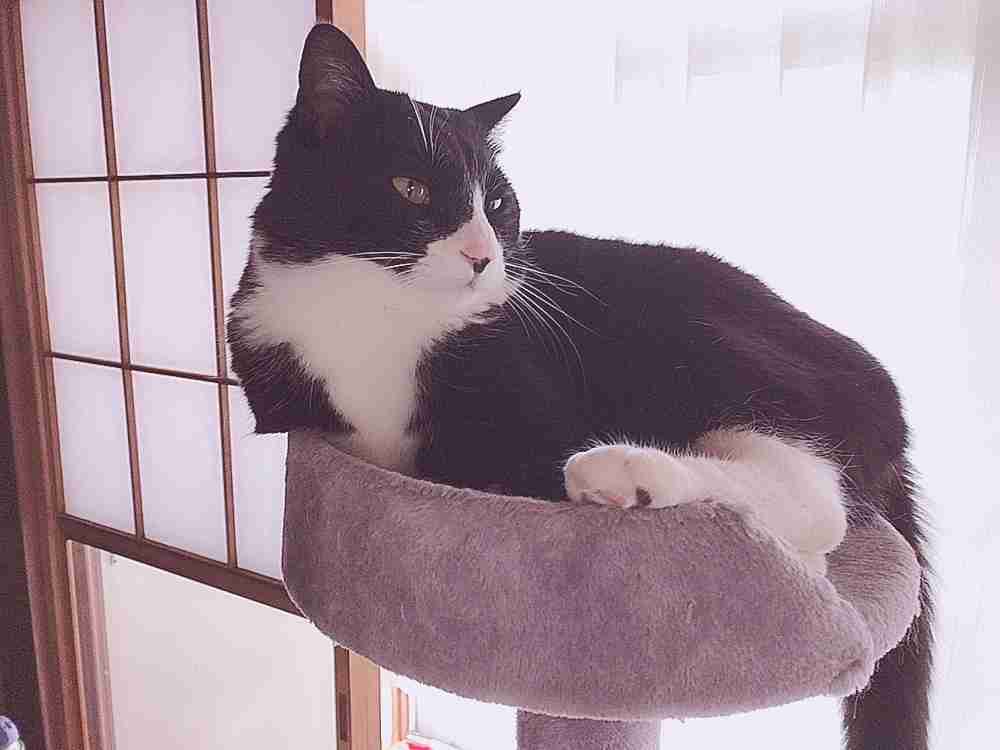 (身バレしない程度に)お宅の猫ちゃん見せてください!part3