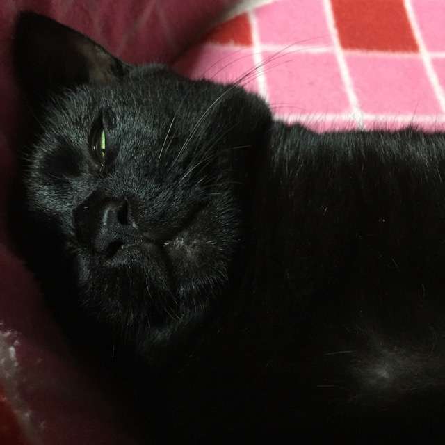 (身バレしない程度に)お宅の猫ちゃん見せてください!part3