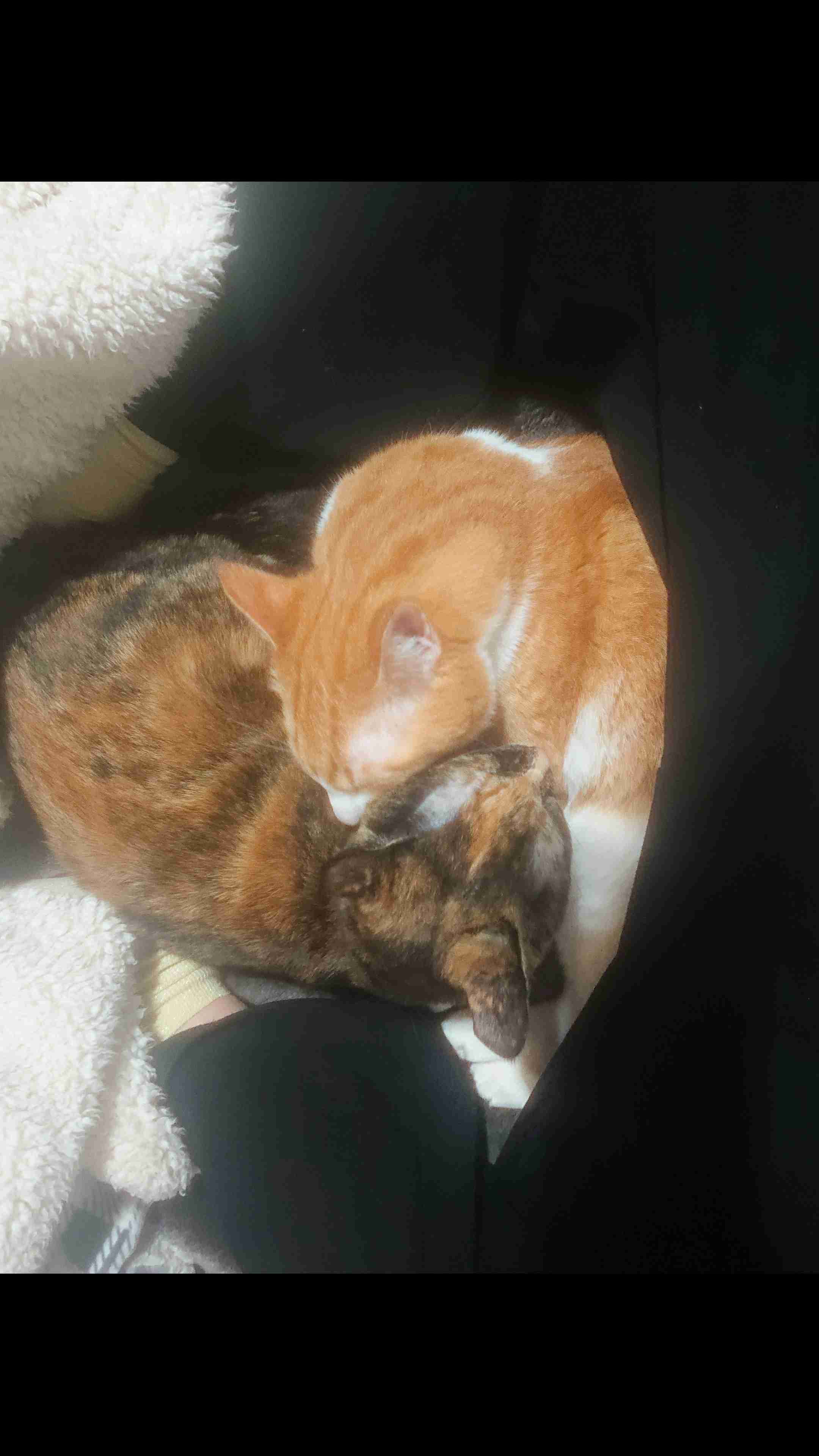 (身バレしない程度に)お宅の猫ちゃん見せてください!part3