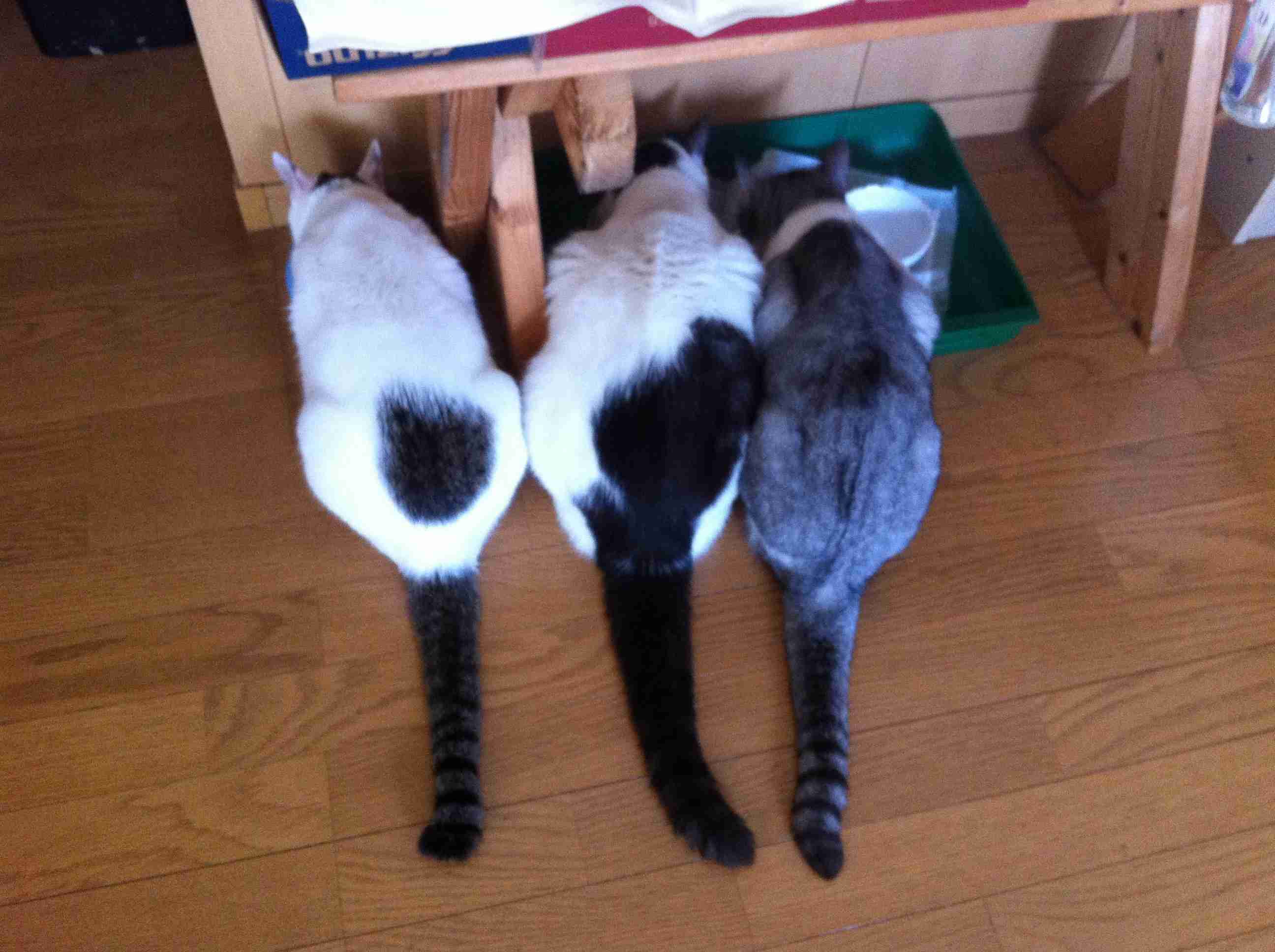 (身バレしない程度に)お宅の猫ちゃん見せてください!part3