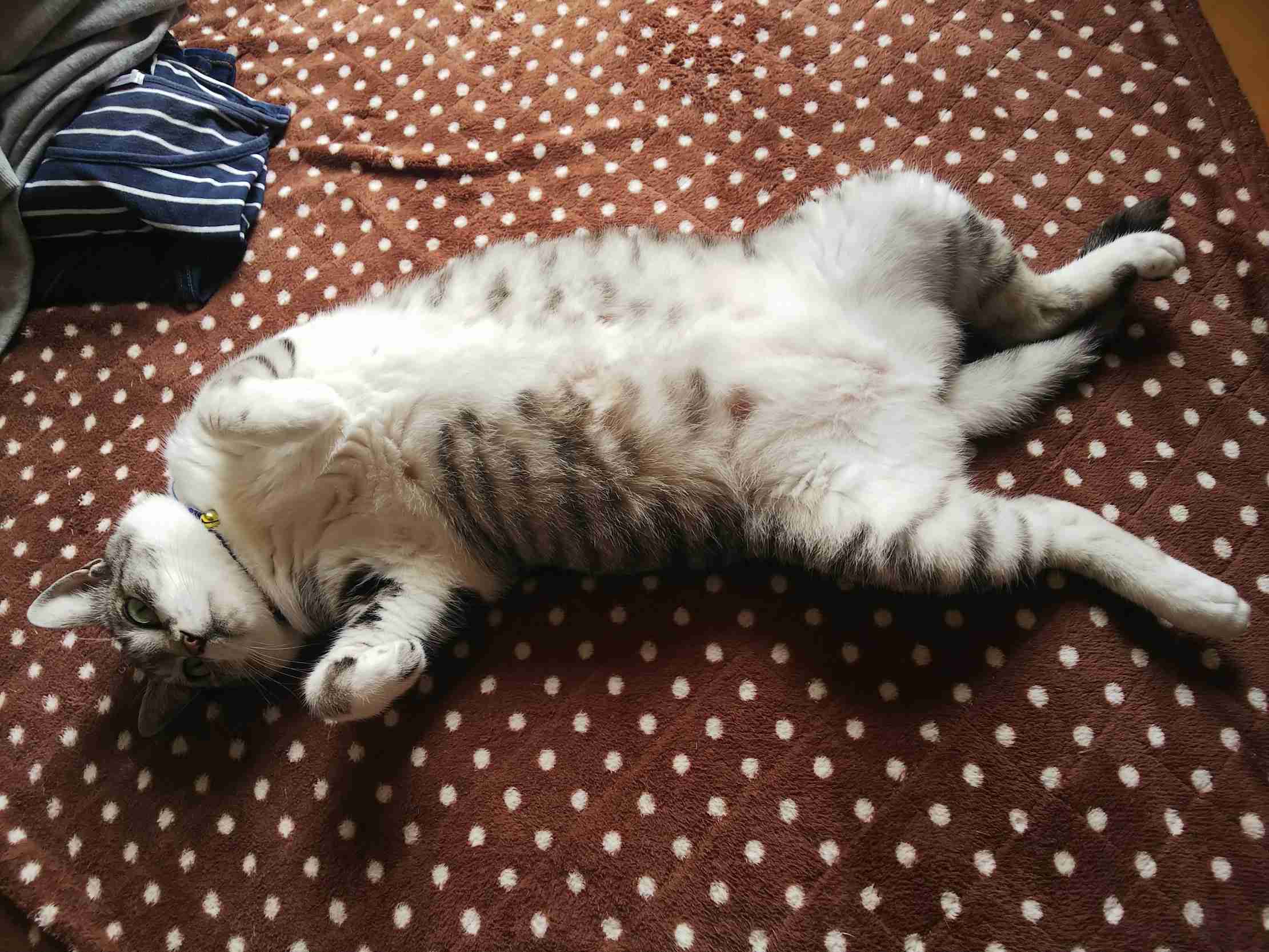 (身バレしない程度に)お宅の猫ちゃん見せてください!part3
