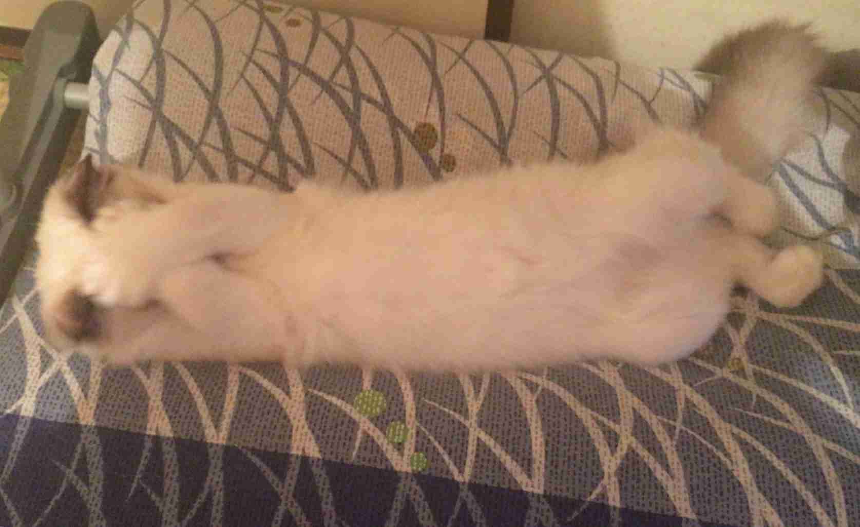 (身バレしない程度に)お宅の猫ちゃん見せてください!part3