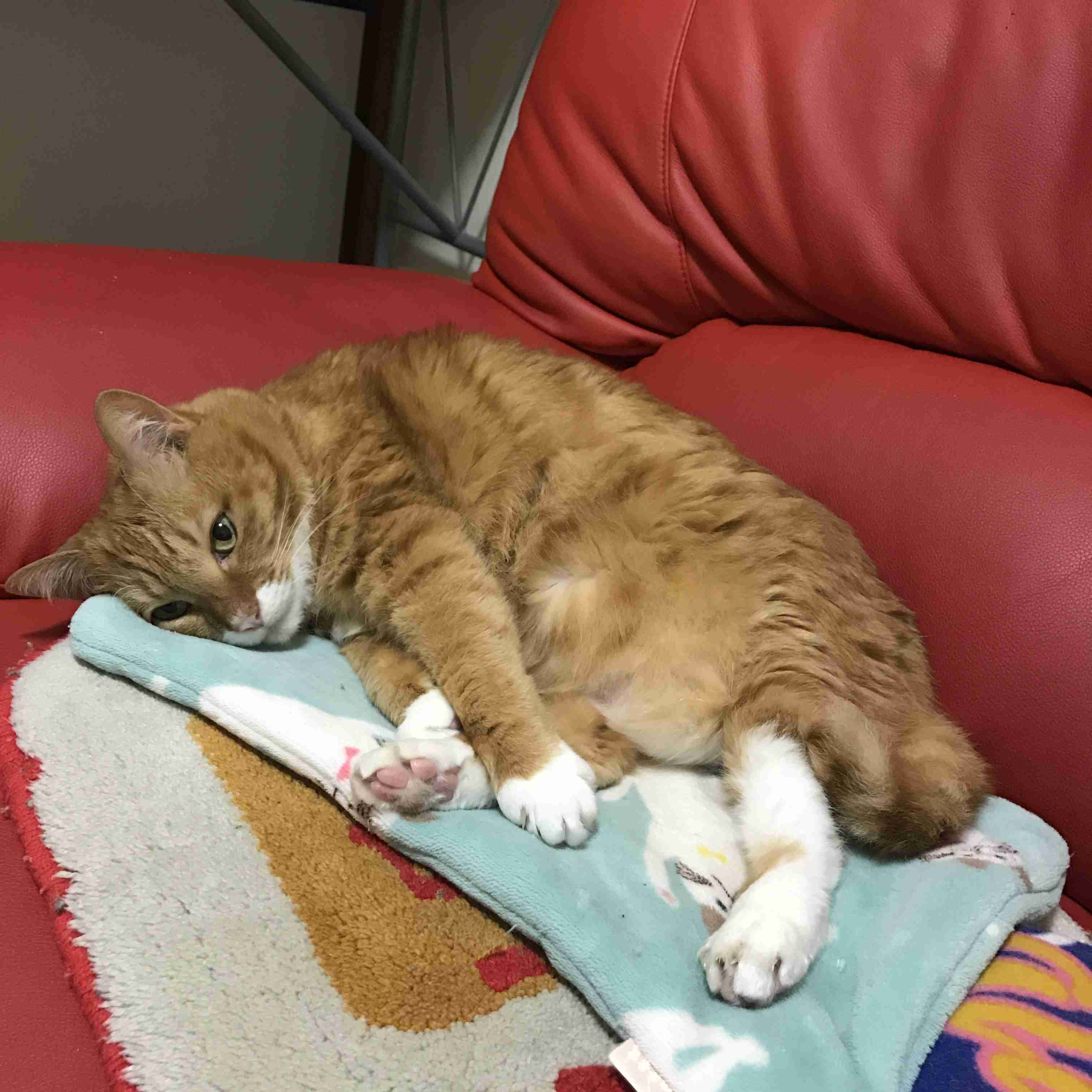 (身バレしない程度に)お宅の猫ちゃん見せてください!part3