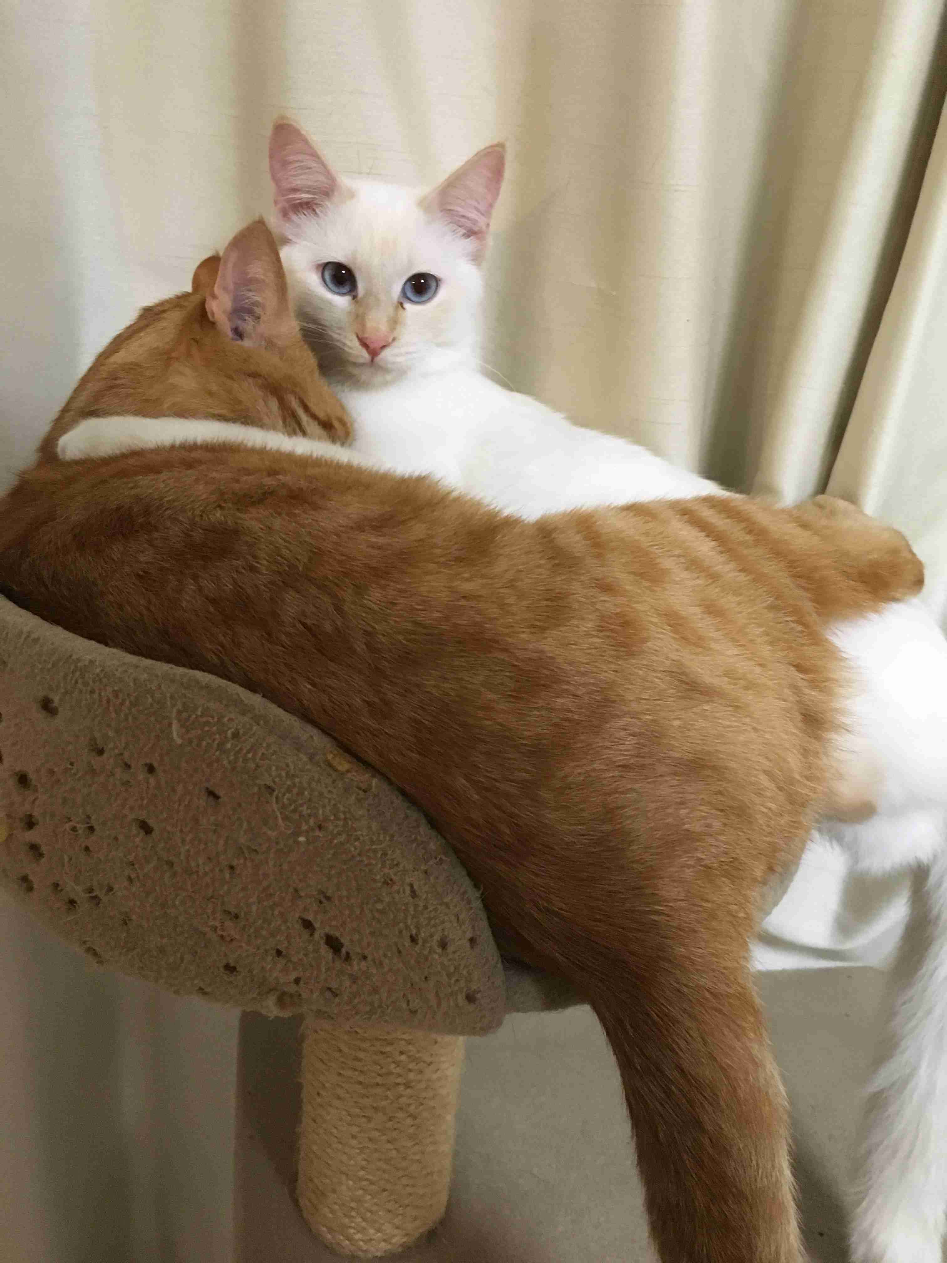 (身バレしない程度に)お宅の猫ちゃん見せてください!part3