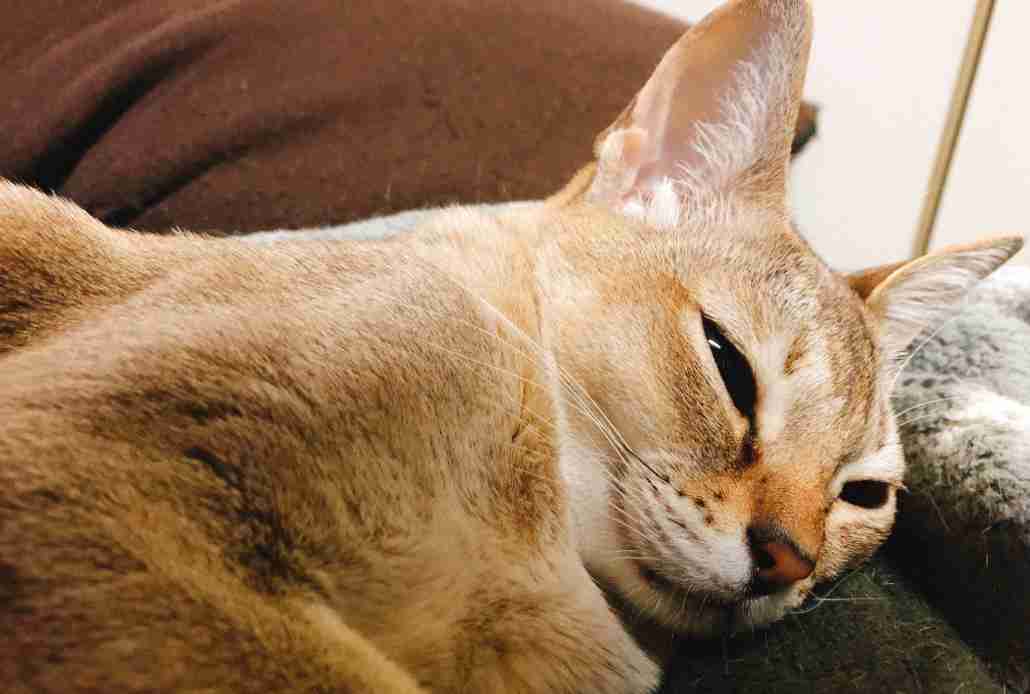 (身バレしない程度に)お宅の猫ちゃん見せてください!part3
