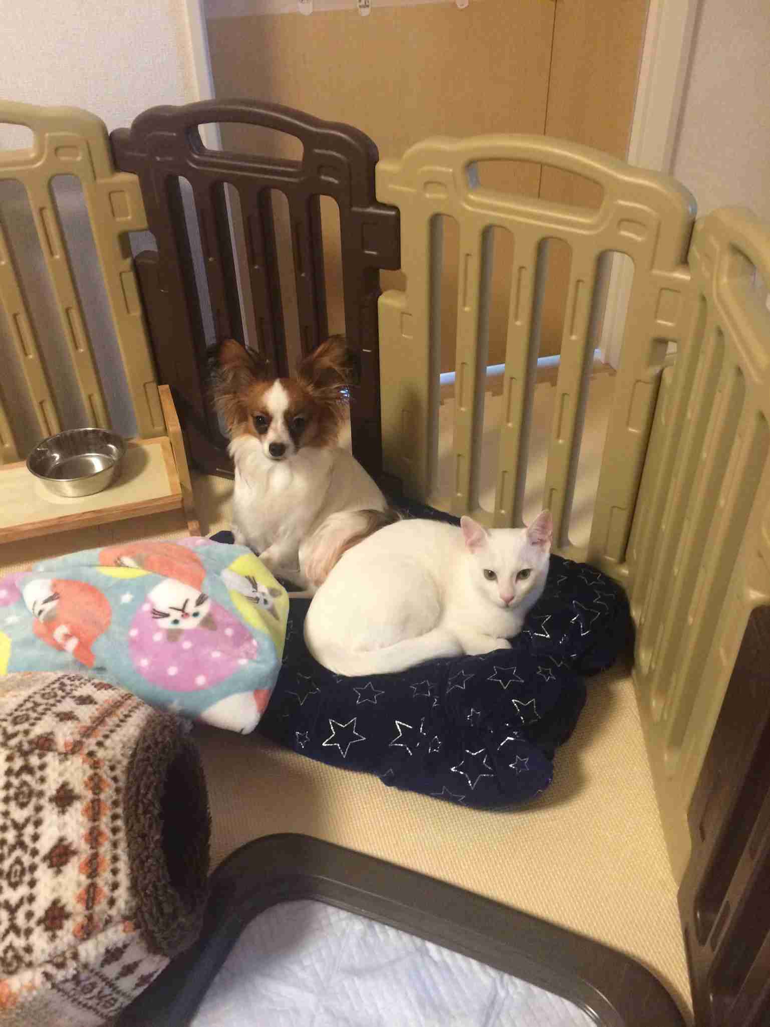 (身バレしない程度に)お宅の猫ちゃん見せてください!part3