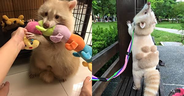 カーテン開けたらアライグマ！ 庭のブランコで無邪気に遊ぶ子供たちが可愛すぎる