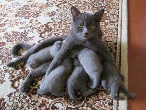 【動物】親子の画像！