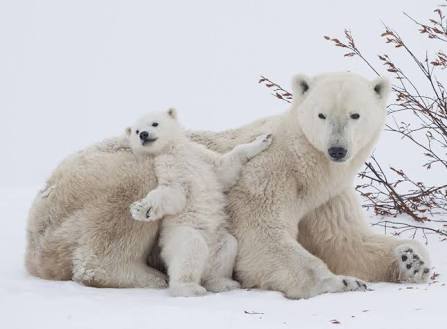 【動物】親子の画像！