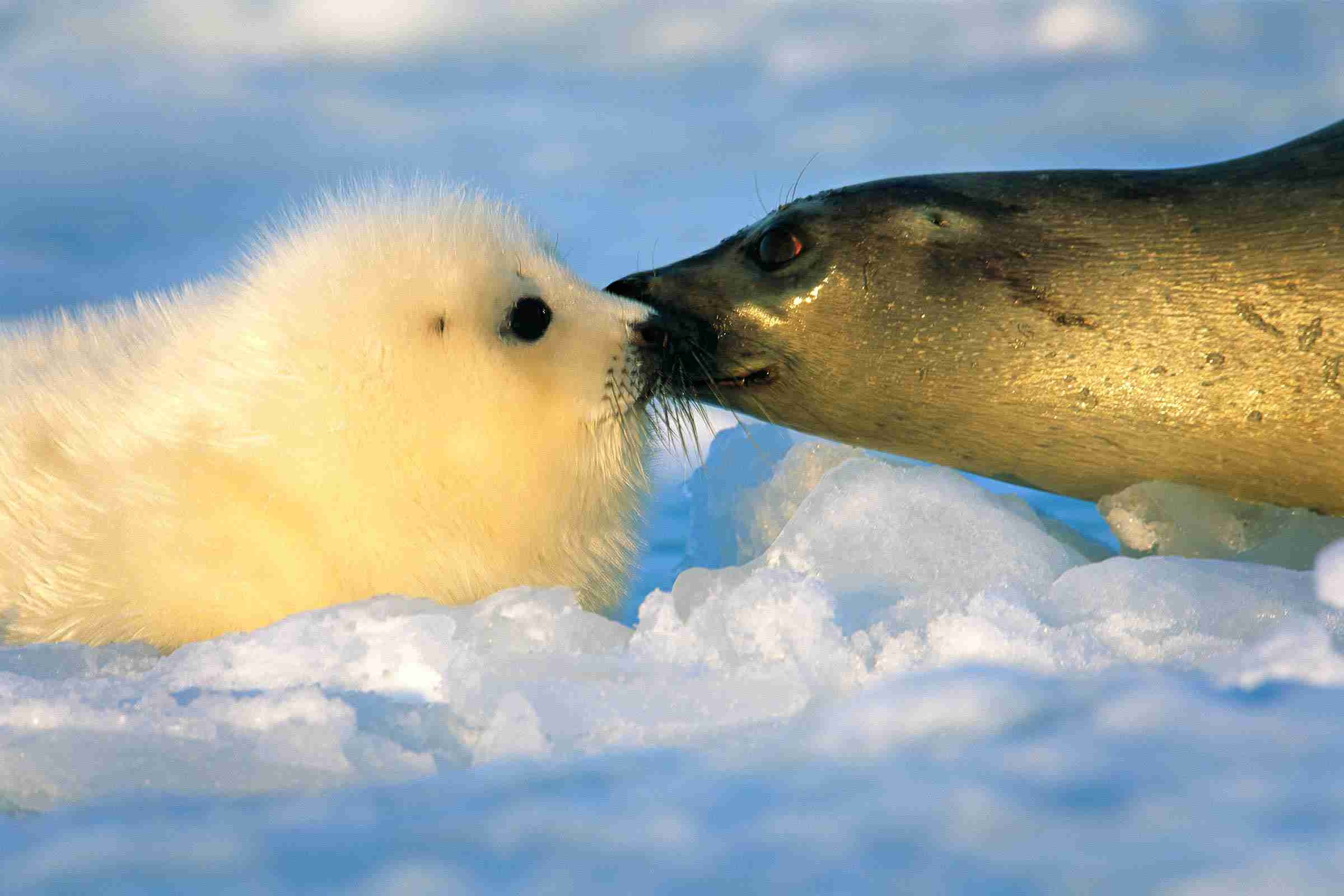 【動物】親子の画像！