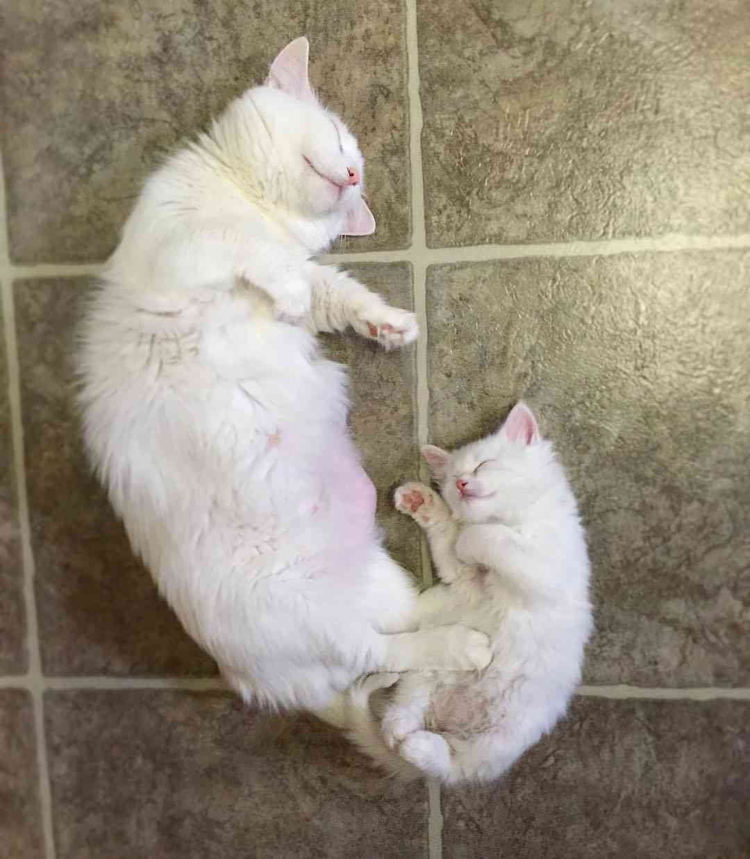 【動物】親子の画像！