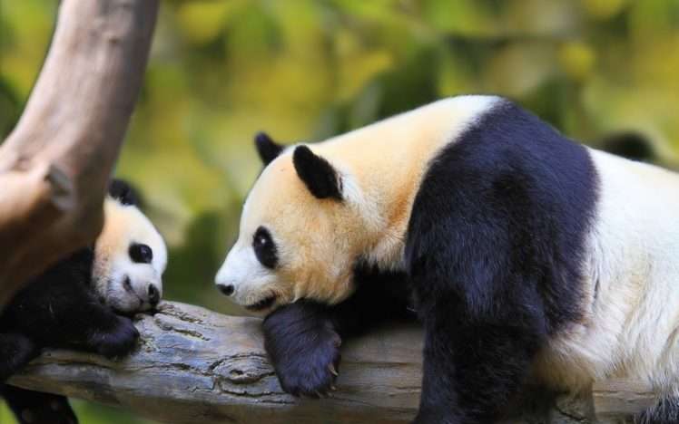 【動物】親子の画像！