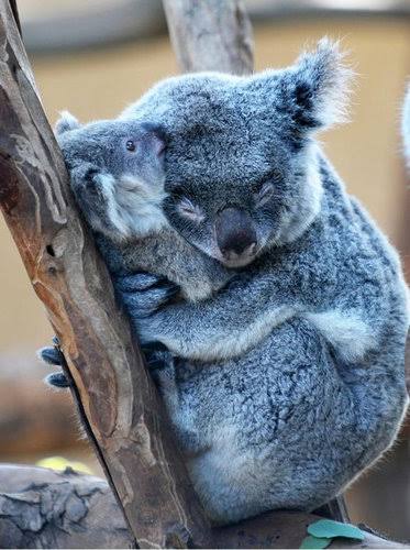 【動物】親子の画像！