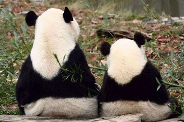 【動物】親子の画像！