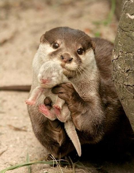 【動物】親子の画像！